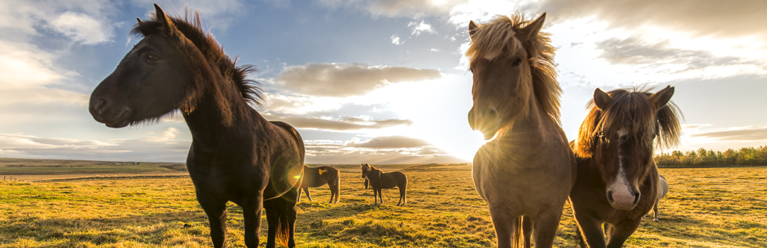 Icelandic Horses, Island.