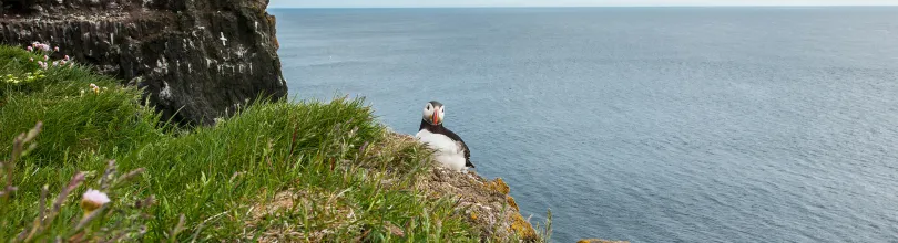 latrabjarg, island
