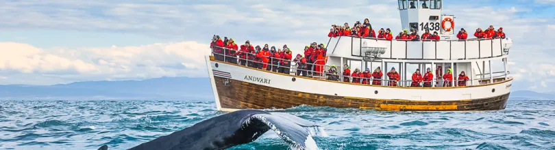 Hvalsafari i Húsavík, Island.