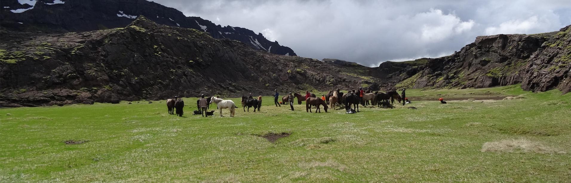 Islandshäst, häst, hästar, ridning, island