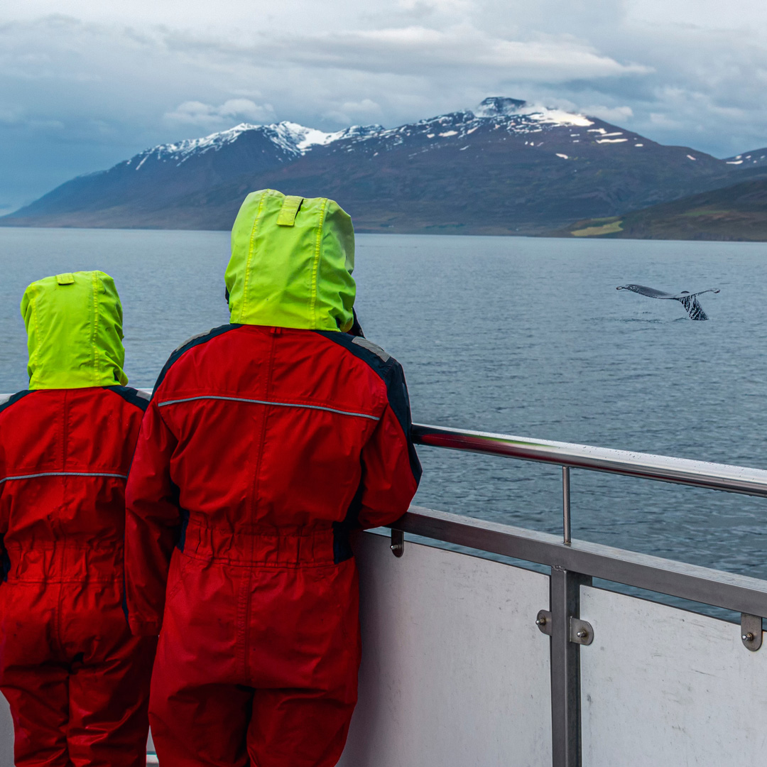 Hvalsafari med familien på Island.